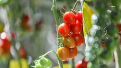 На Ставрополье на 12 процентов выросло производство тепличных овощей