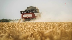 Курский округ в числе первых завершил уборку зерновых культур