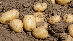 Урожайность картофеля выросла на Ставрополье на 2,3 ц/га 