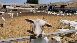 Ставропольский фермер наладил переработку козьего молока и построил сыродельню