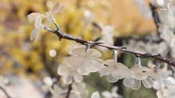 Парк культуры и отдыха благоустроят в селе Ростовановском