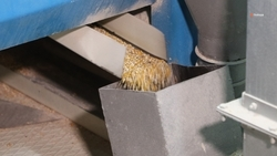 Курский округ занял второе место по урожайности кукурузы в регионе