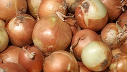 Аграрии Курского округа завершили уборку овощей 