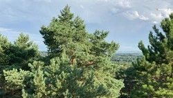 Уходные работы провели в Курском лесхозе
