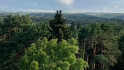 Ещё 54 га лесов восстановили на Ставрополье