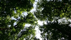 Глава Ставрополья: Новый лес высадят в Курском округе 