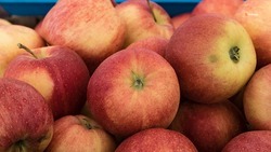 В Курском округе заложат яблоневые сады интенсивного и суперинтенсивного типа 