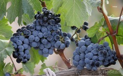 Виноградари Ставрополья могут рассчитывать на новые меры господдержки