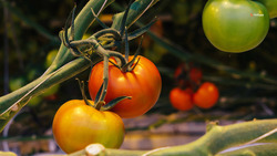 Аграрии Ставрополья выращивают рассаду овощных культур раннего урожая