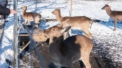 Экопарк открыли в Курском округе по соцконтракту