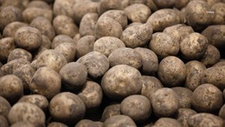 Аграрии Курского округа завершили закладку картофеля