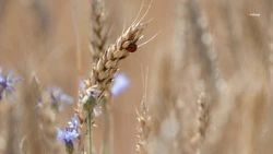 Для производителей семян на Ставрополье разработают господдержку 