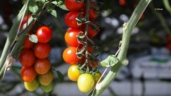 Урожайность тепличных овощей выросла на Ставрополье на 13%