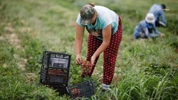 До конца месяца аграрии Ставрополья получат ещё 359 млн рублей господдержки