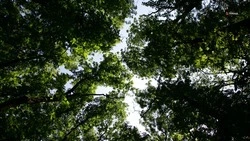 4,7 га леса заложили в Курском округе