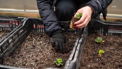 Конкурс на предоставление субсидий сельхозпроизводителям стартовал на Ставрополье